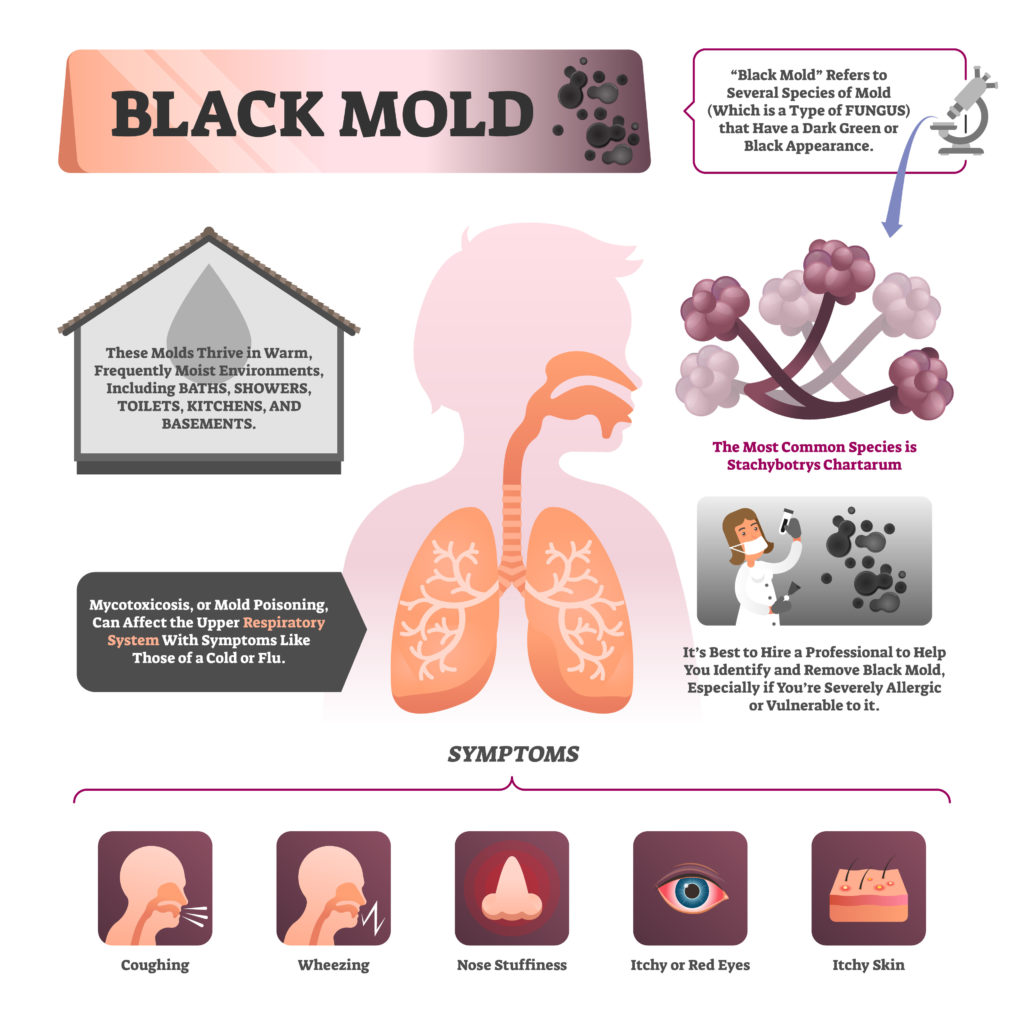 Black mold vector illustration. Labeled symptoms and description infographic. Educational biological explanation with microscopic closeup, common environment, health effects and control recommendation